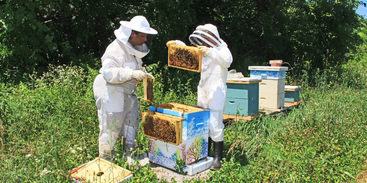 Two beekeepers in full protective white suits working with colourful wooden hive boxes in green outdoor setting, showing proper beekeeping techniques and hive management