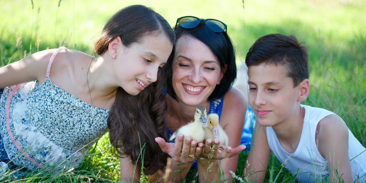 Happy Canadian family with mother and two children observing a fluffy yellow baby chick in their hands while sitting in green grass, demonstrating hands-on science education