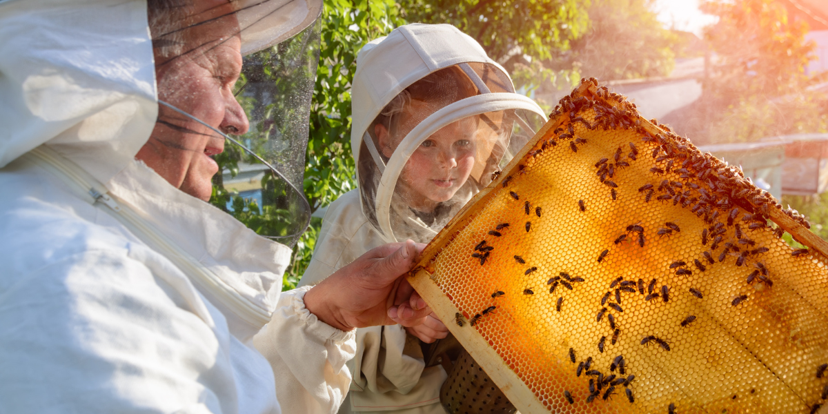 Adult beekeeper in white protective suit teaching young child about honeycomb structure while examining frame covered with live honeybees in outdoor apiary setting