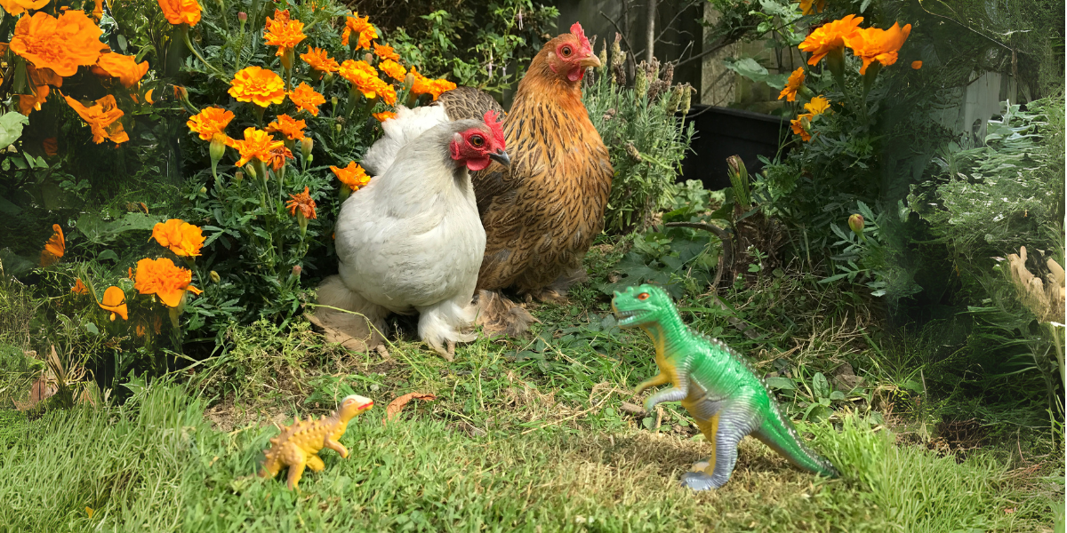 Two backyard chickens (one white, one brown) positioned near colourful toy dinosaurs among marigold flowers, illustrating the evolutionary relationship between modern birds and prehistoric dinosaurs