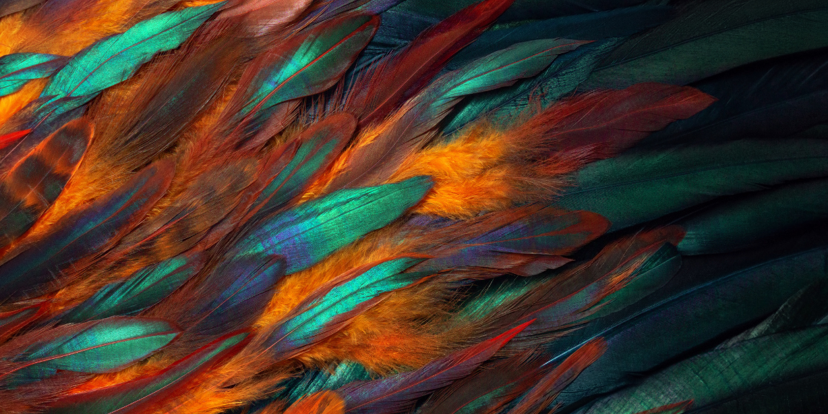 Macro photography of vibrant chicken feathers showing intricate structures in orange, green, blue and red colours, demonstrating feather biology and adaptation principles