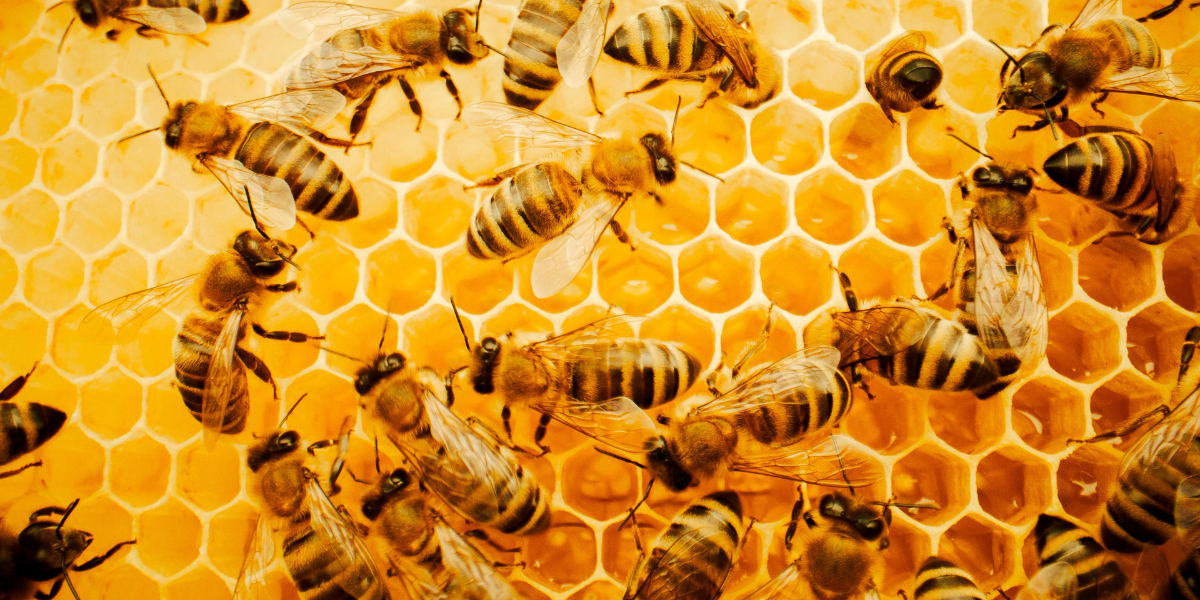Multiple honeybees with distinctive black and yellow stripes working on hexagonal honeycomb cells, showing natural bee behaviour and hive structure up close