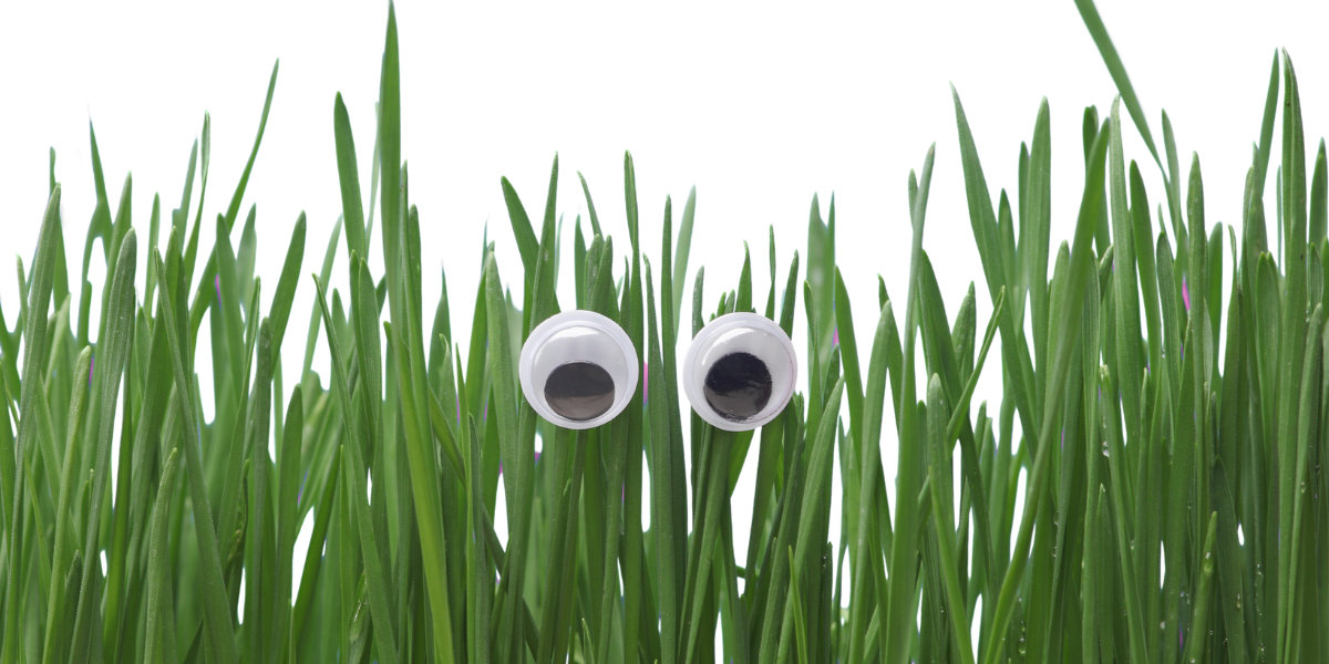 Visual representation of plant awareness and communication helping children understand how plants interact with their environment
