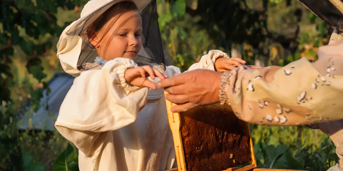 Child wearing beekeeping veil and gloves carefully holding wooden honeycomb frame filled with bees, demonstrating safe hands-on learning about bee colonies