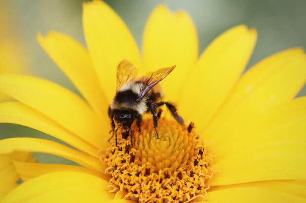 bee collecting pollen on flower - teach kids the science of honeybees - article image