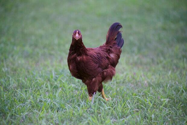 chicken in field - article image for science lessons to teach with chickens