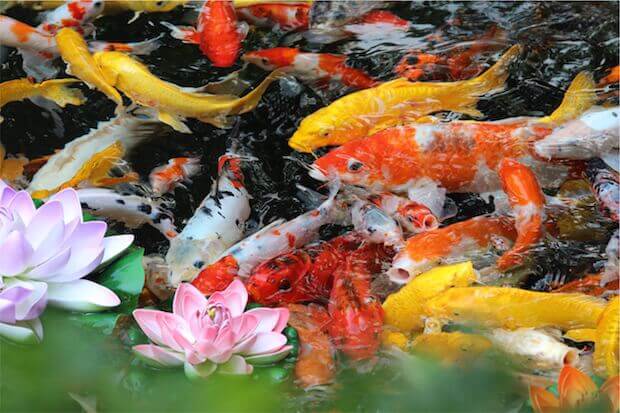 gold fish in pond - teaching kids about invasive species featured image