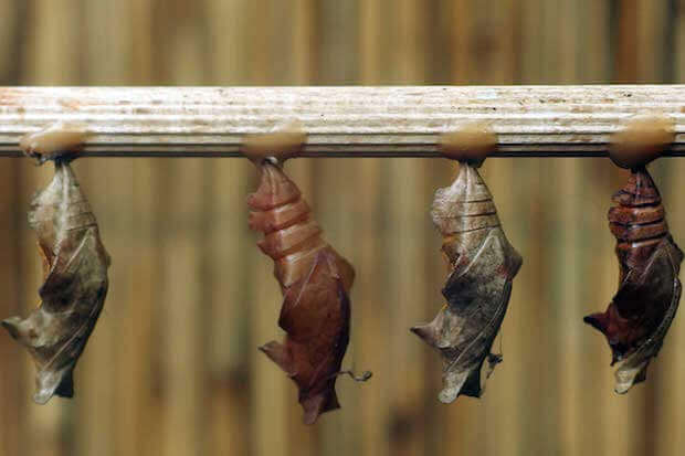 article image for teaching kids about nature transformations - caterpillar turning into butterfly photo