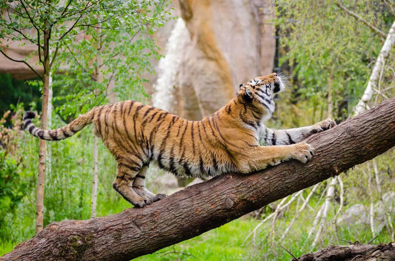 Zoo Keeper