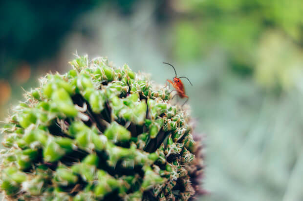 beetle on spiked flower - featured image for science lesson on plants communicating