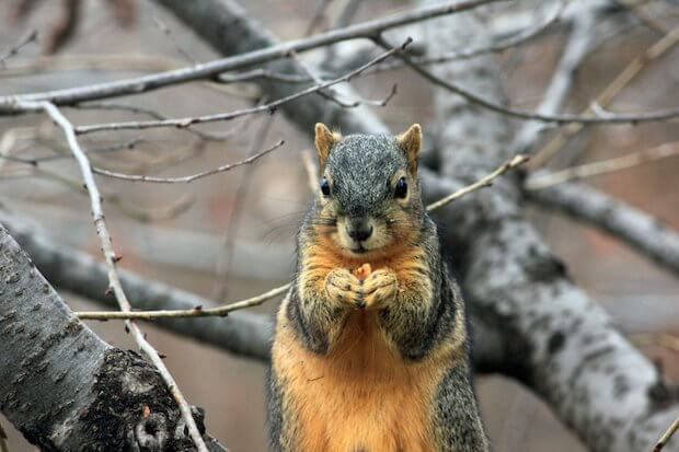 Squirrel in fall - science lesson article featured image - nature autumn changes